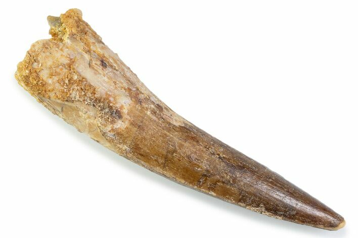 Fossil Spinosaurus Tooth - Real Fossil Tooth #373952